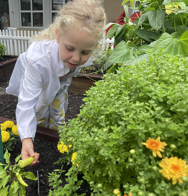 Girl picking a pepper